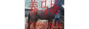 吉林什么地方有卖马的有没有卖马的哪里有养马场