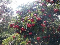 求购营口山楂苗，0.7-7公分山楂苗，15041745315图1